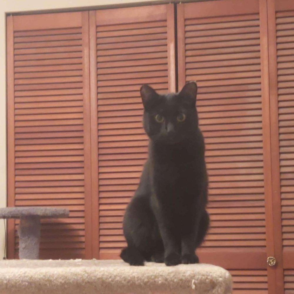 Autumn, a Adoptable Domestic Short Hair in Abbotsford, BC image 1/4