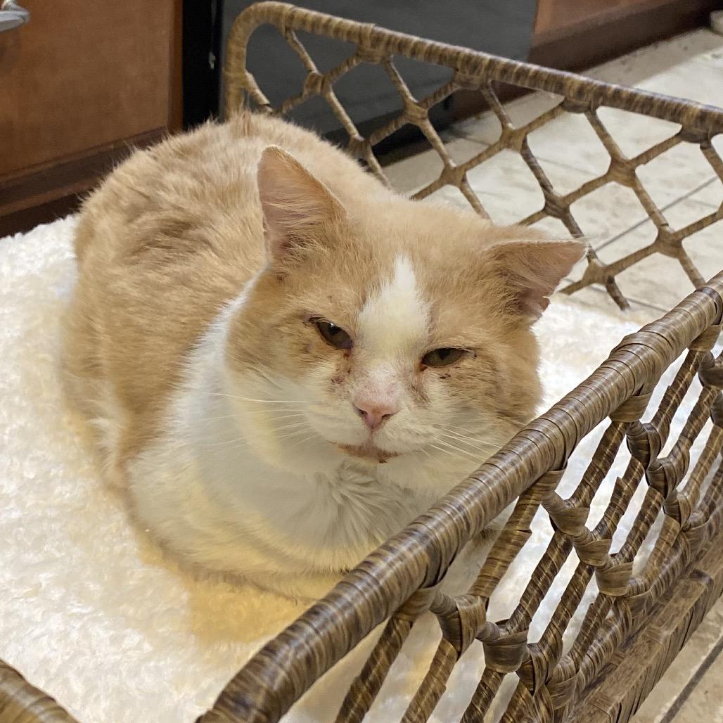 Josh, Adoptable, Adult Male Domestic Short Hair.