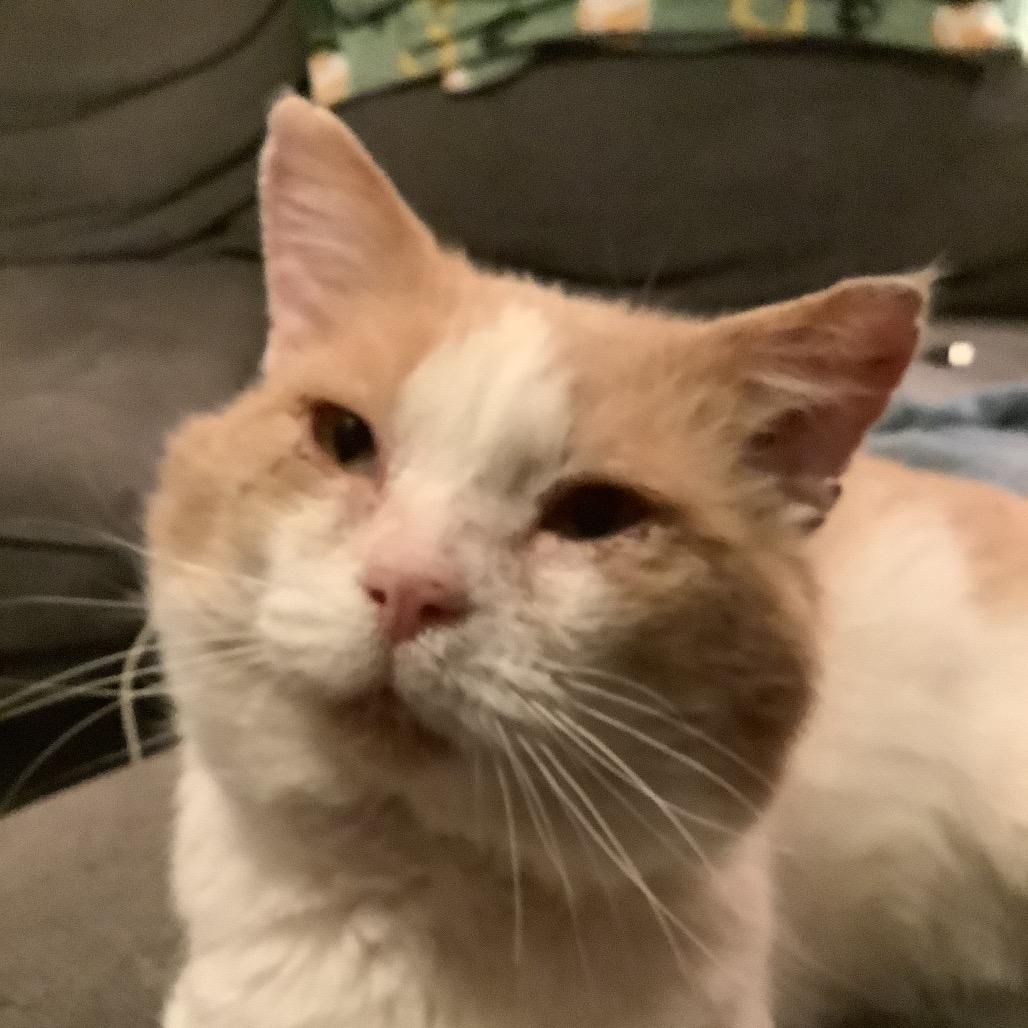 Enlarge Josh, a Adoptable Domestic Short Hair in Irwin, PA image 2/2