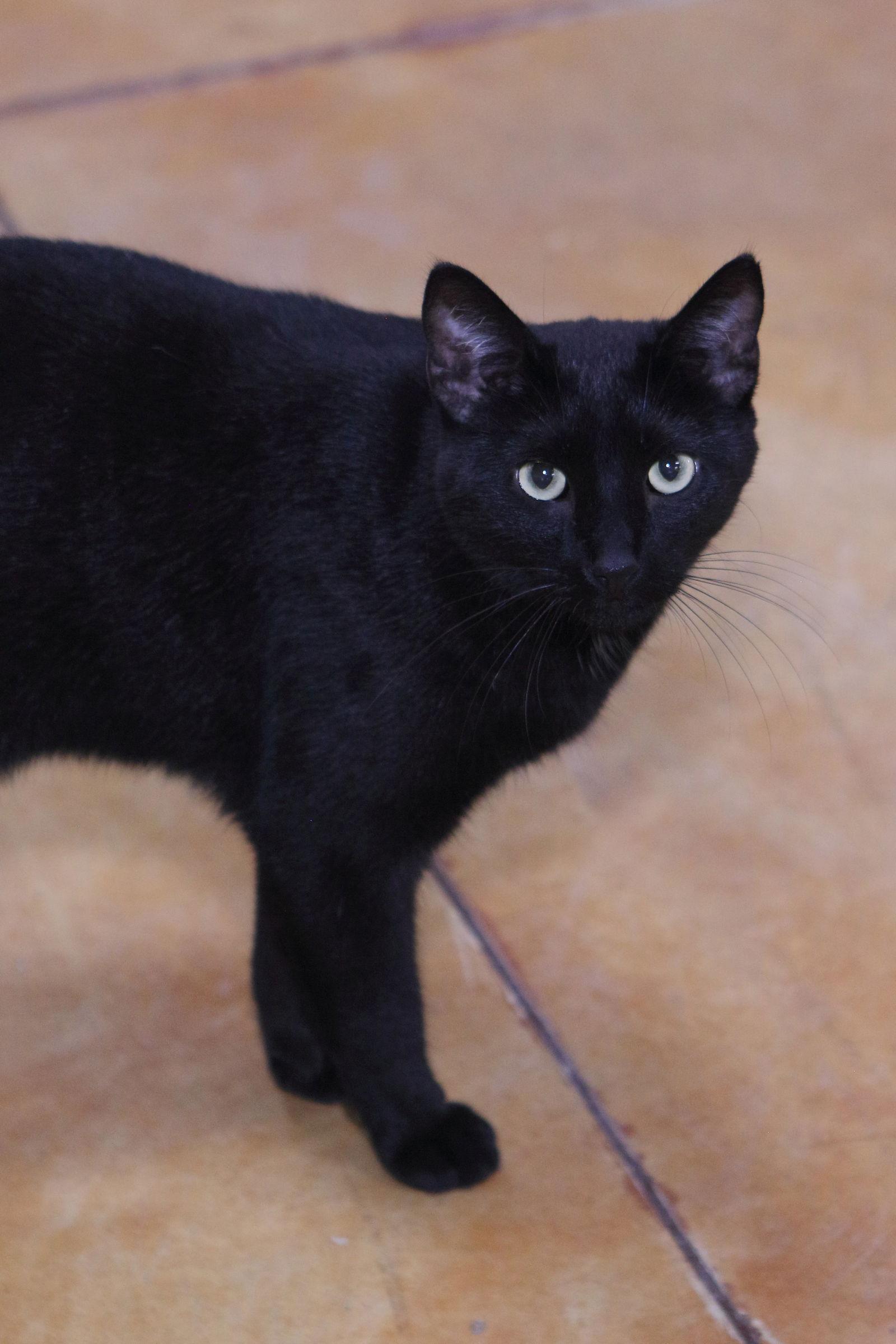 Enlarge Max, a Adoptable Domestic Short Hair in Austin, MN image 1/3