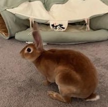 Lyle, Adoptable, Adult Male Mini Rex.