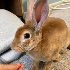 Enlarge Lyle, a Adoptable mixed breed in Edina, MN image 2/5