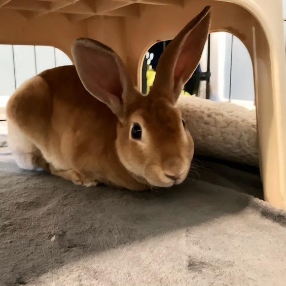 Enlarge Lyle, a Adoptable mixed breed in Edina, MN image 3/5