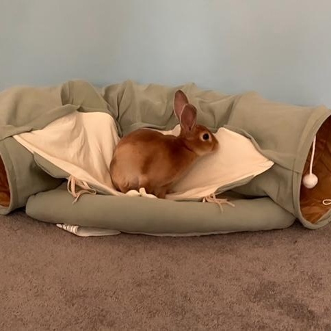 Enlarge Lyle, a Adoptable mixed breed in Edina, MN image 4/5