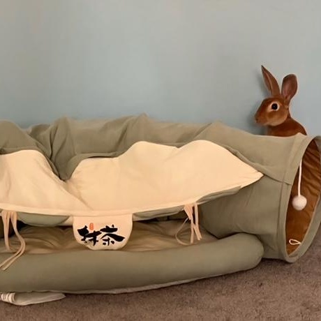 Enlarge Lyle, a Adoptable mixed breed in Edina, MN image 5/5