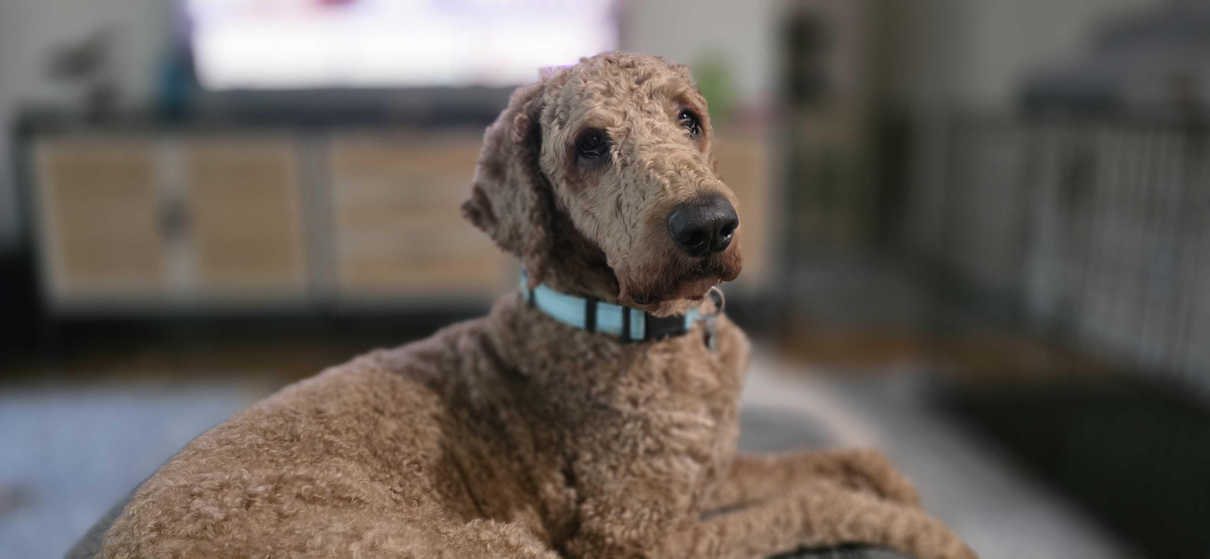 Enlarge Sir Larrington, a ADOPTABLE mixed breed in Garland, TX image 2/4