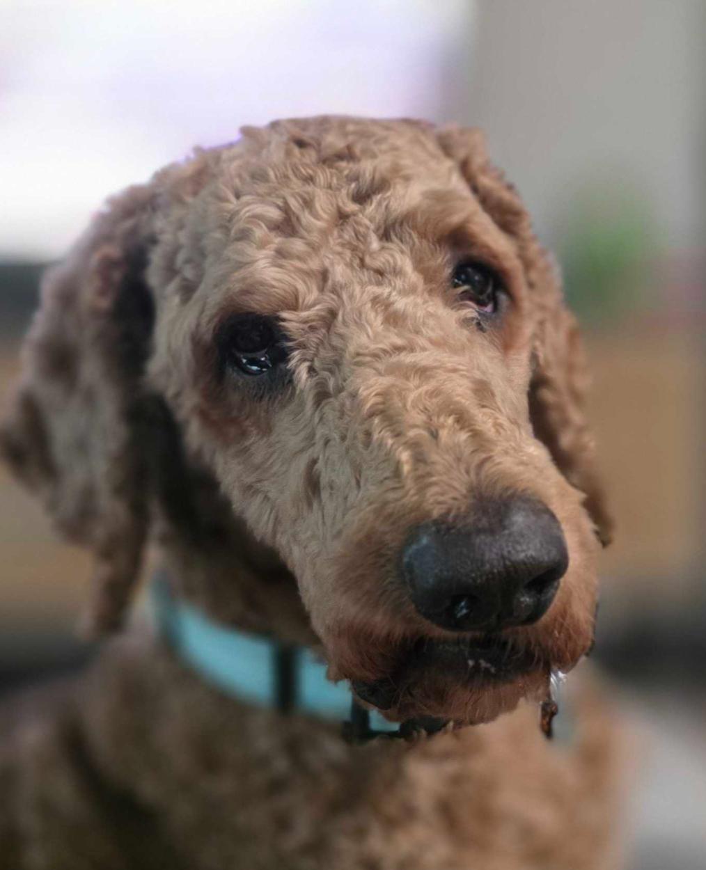 Enlarge Sir Larrington, a ADOPTABLE mixed breed in Garland, TX image 3/4