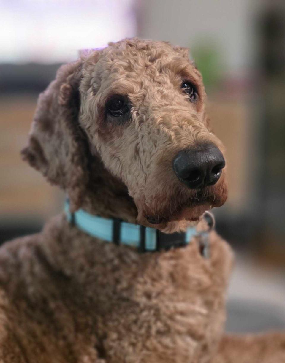 Sir Larrington, ADOPTABLE, Adult Male Poodle.