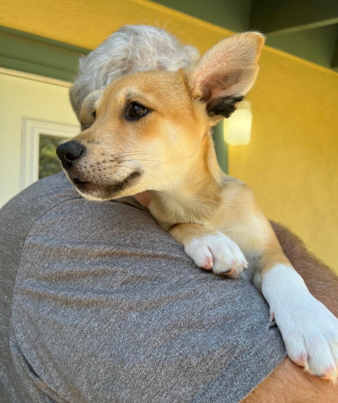 Kit Fox, a Adopted mixed breed in Thousand Oaks, CA image 3/3