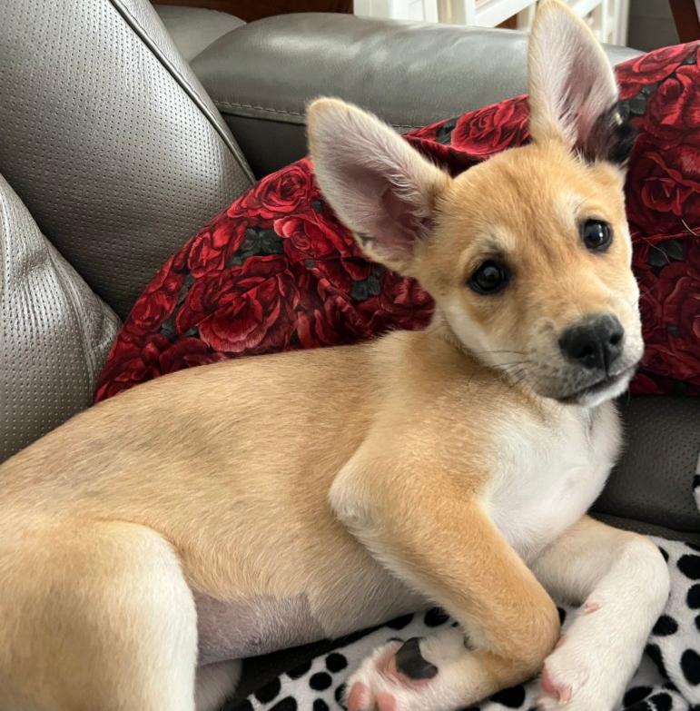 Kit Fox, Adopted, Puppy Female Shiba Inu & Australian Shepherd.