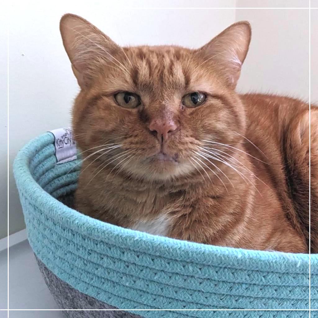 Garfield, a Adoptable Domestic Short Hair in Cumming, GA image 1/6