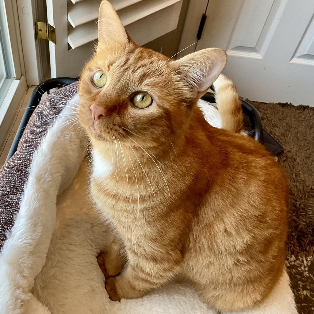 Garfield, a Adoptable Domestic Short Hair in Cumming, GA image 4/6