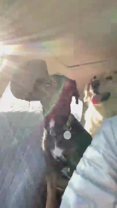 Enlarge Dieter, a Adopted mixed breed in Red Bluff, CA video 6/11