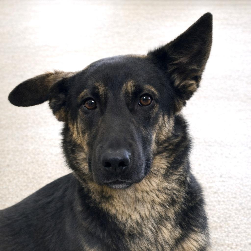 Enlarge Sammy, a Adoptable German Shepherd Dog in Brenham, TX image 2/4