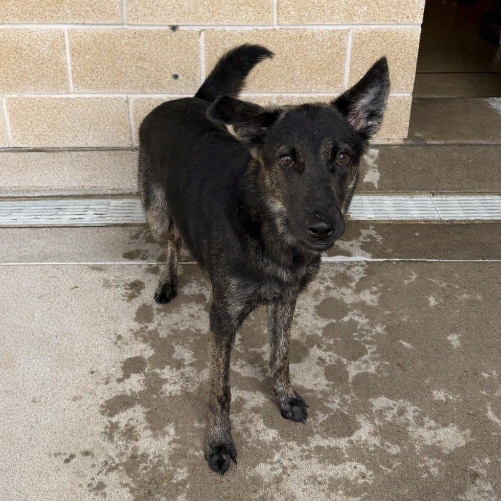 Enlarge Sammy, a Adoptable German Shepherd Dog in Brenham, TX image 3/4