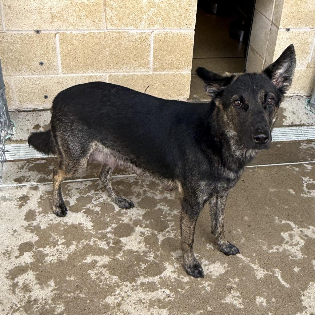 Enlarge Sammy, a Adoptable German Shepherd Dog in Brenham, TX image 4/4