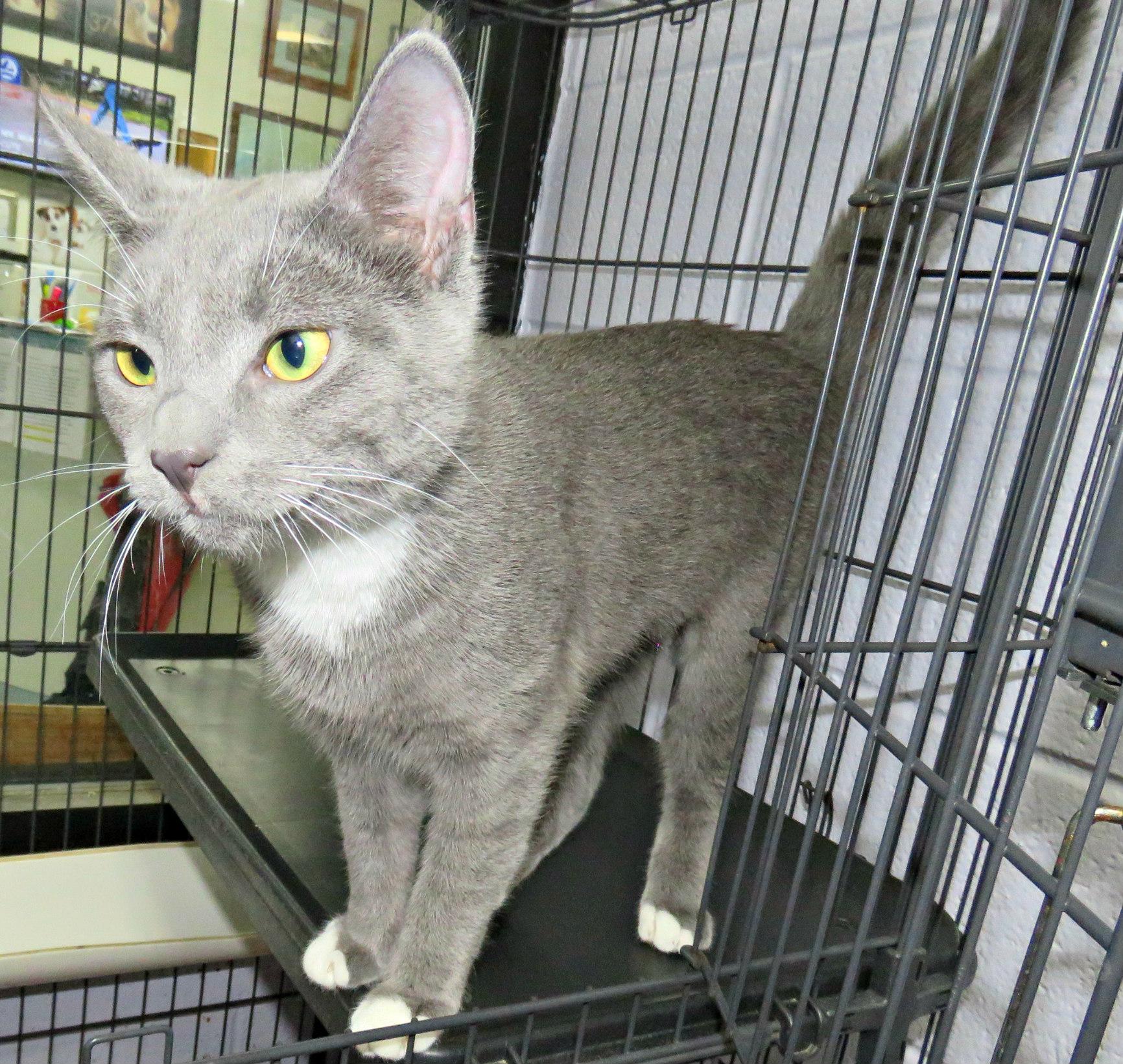 Enlarge Chicago, an adopted mixed breed in Lexington, VA image 2/3