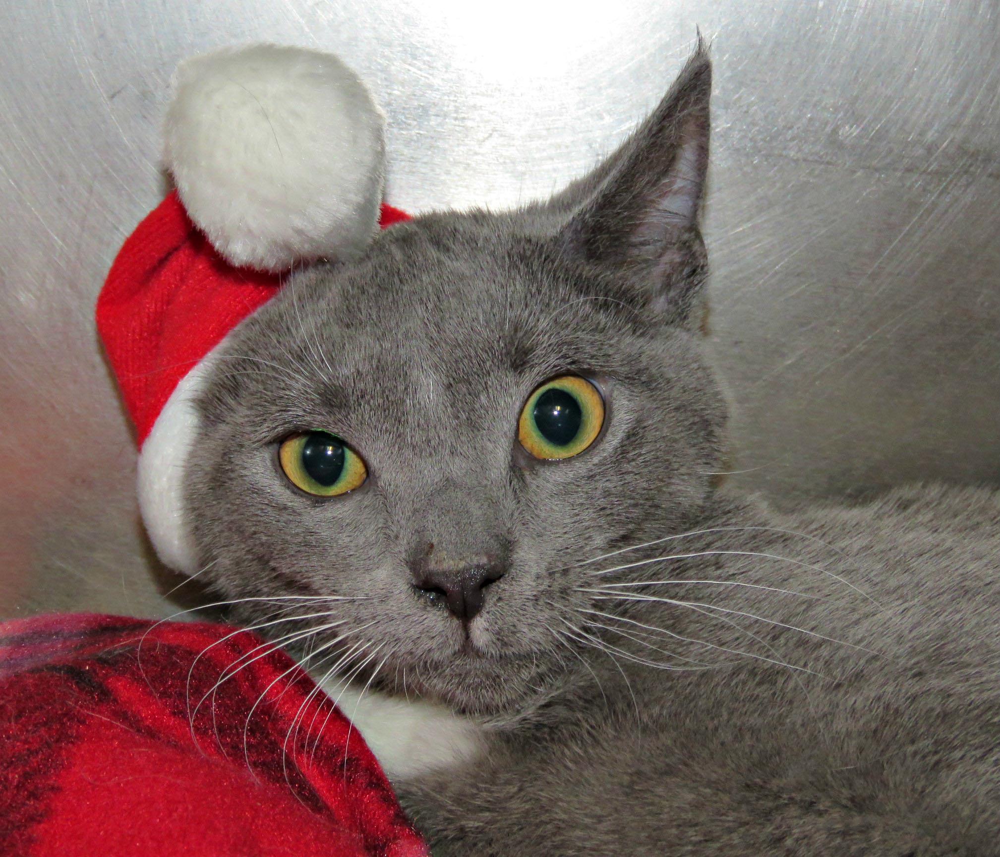 Chicago, Adoptable, Kitten Female Domestic Short Hair.