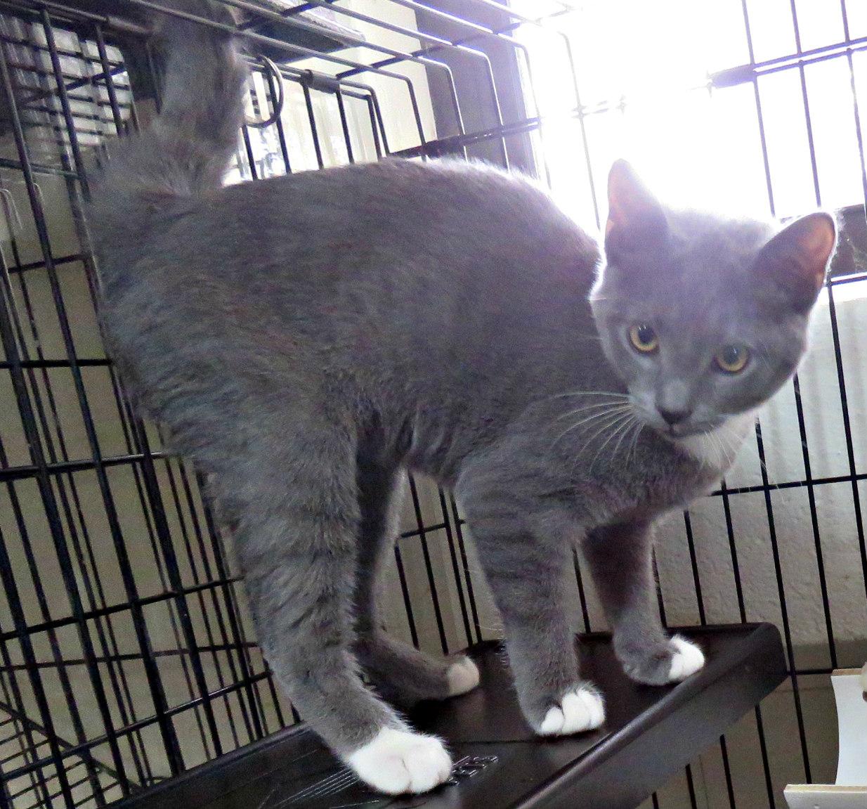 Enlarge Chicago, a Adoptable mixed breed in Lexington, VA image 2/2