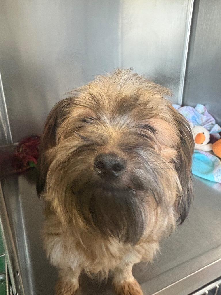 Suki, Adopted, Adult Female Yorkshire Terrier & Mixed Breed.