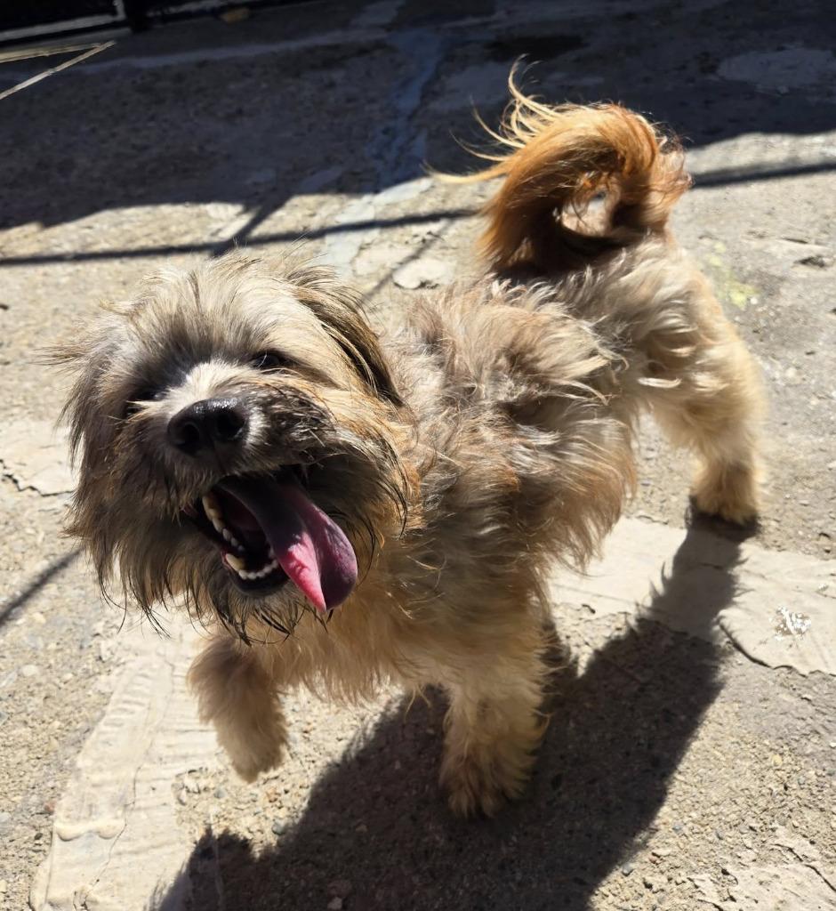 Enlarge Suki, a Adopted mixed breed in Warren, MI image 2/3