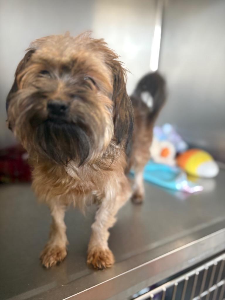 Enlarge Suki, a Adopted mixed breed in Warren, MI image 3/3