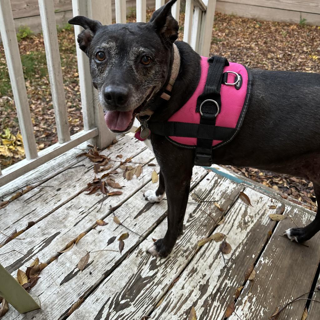 Bella, Adoptable, Senior Female Black Labrador Retriever.