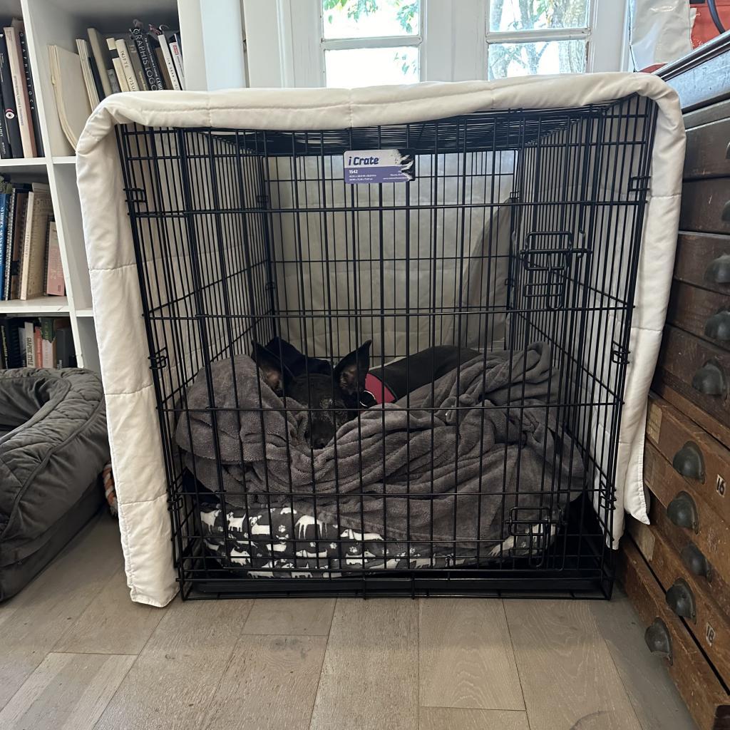 Enlarge Bella, a Adoptable Black Labrador Retriever in New Orleans, LA image 3/4