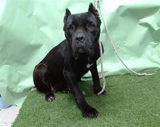 ONYX, Adoptable, Adult Female Cane Corso.