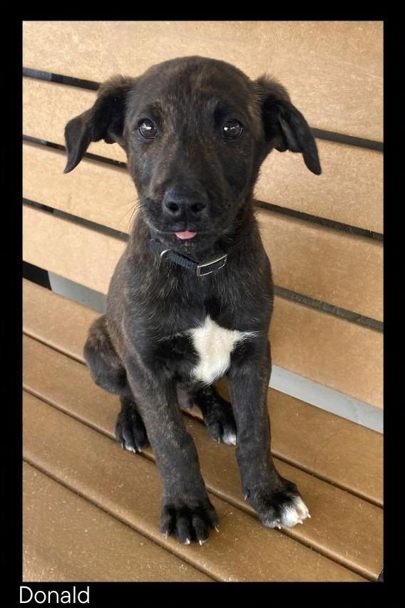 Donald, Adoptable, Puppy Male Shepherd.
