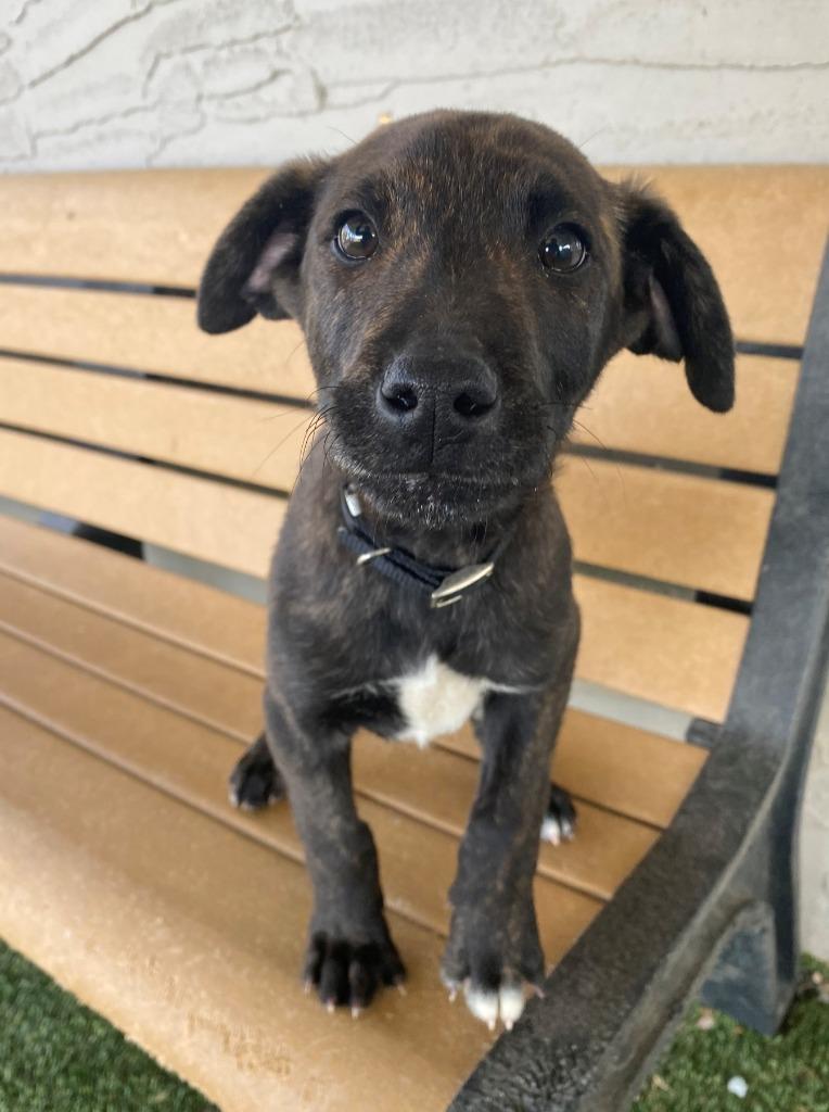 Enlarge Donald, a Adoptable mixed breed in Chino Valley, AZ image 2/4