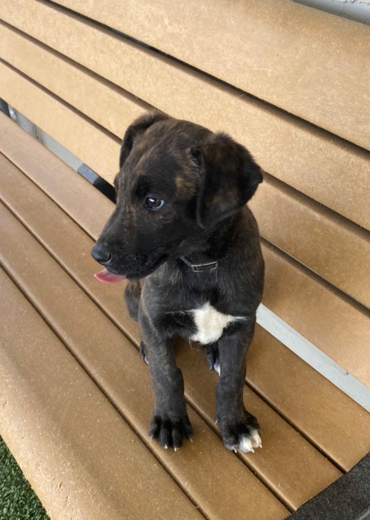 Enlarge Donald, a Adoptable mixed breed in Chino Valley, AZ image 3/4