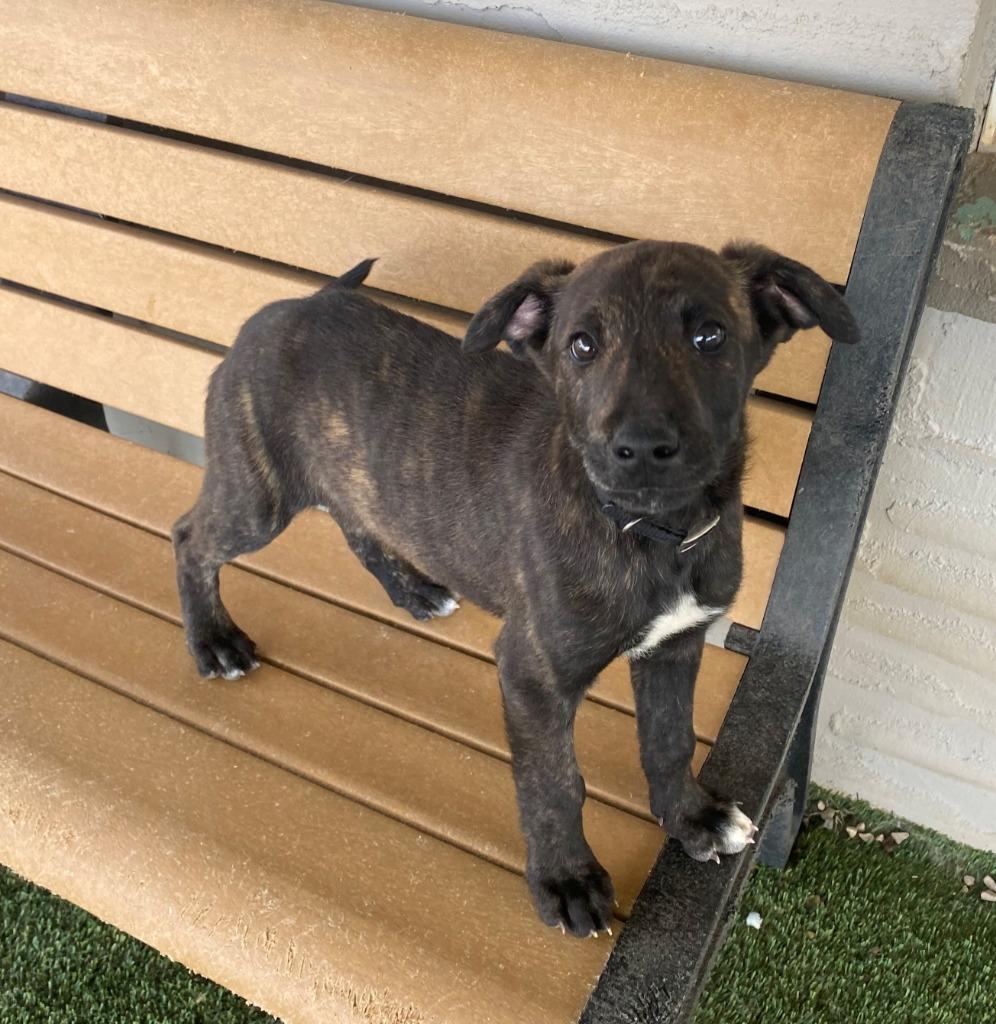 Enlarge Donald, a Adoptable mixed breed in Chino Valley, AZ image 4/4