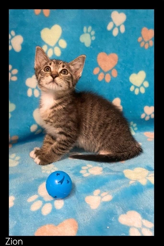 Enlarge Zion, a Adoptable mixed breed in Chino Valley, AZ image 1/2