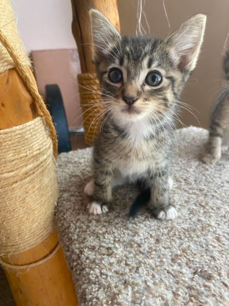 Enlarge Zion, a Adoptable mixed breed in Chino Valley, AZ image 2/2