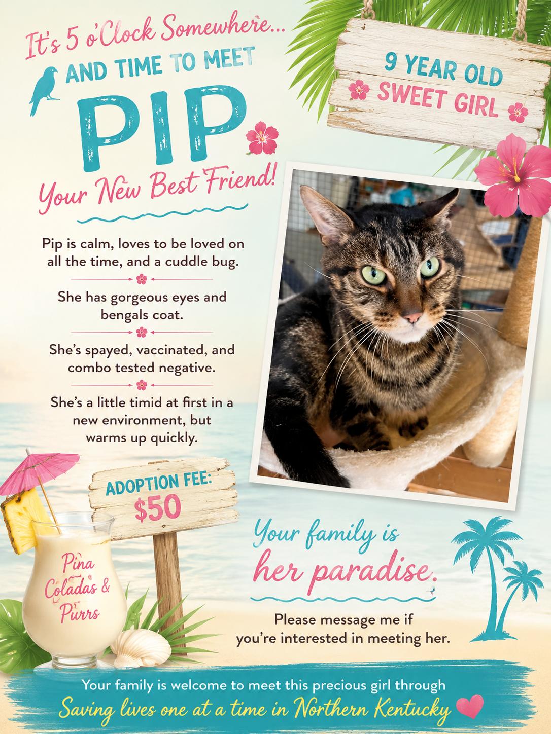 PIP-Loving Companion, ADOPTABLE, Adult Male Tabby & Tiger.