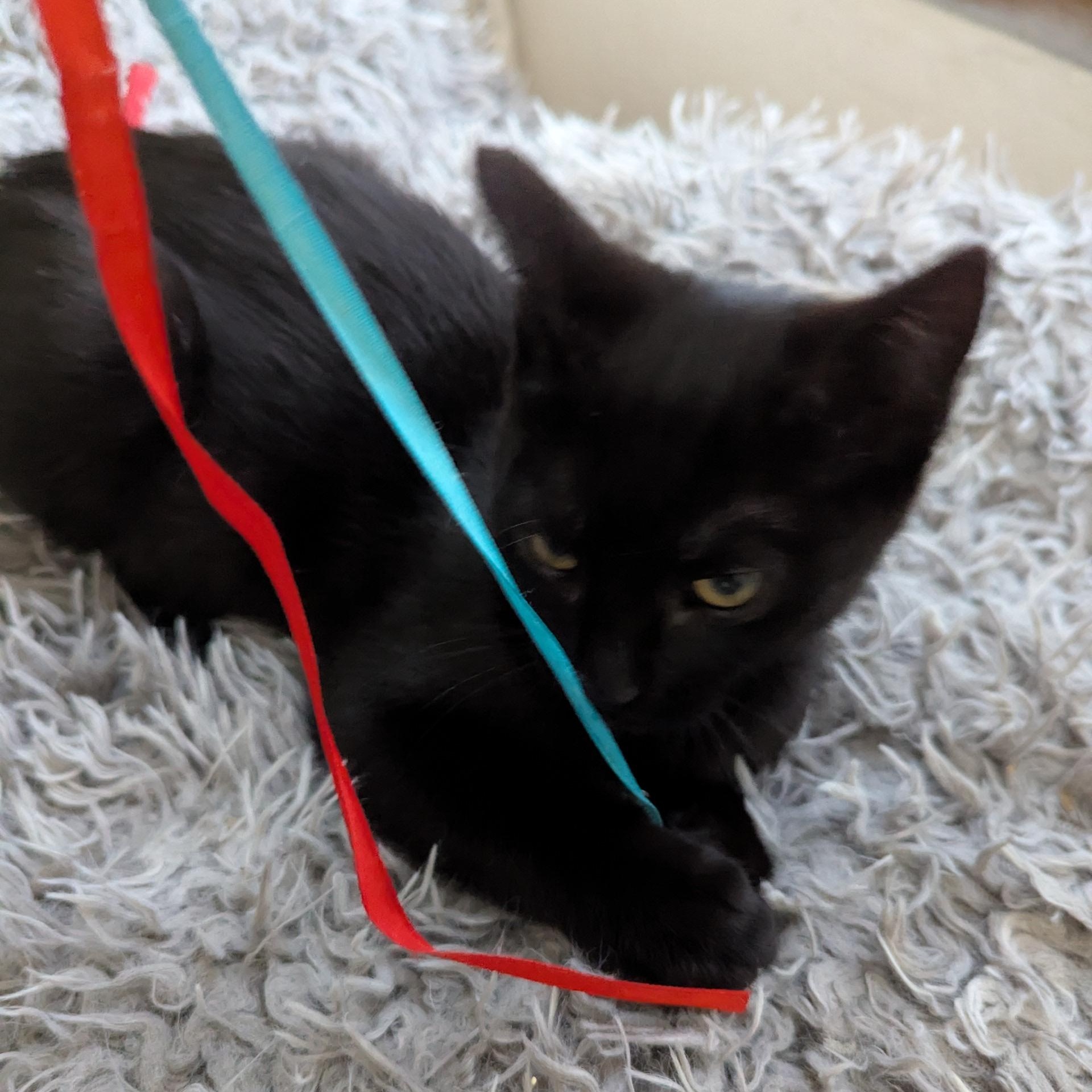 Wednesday & Pugsley, Adoptable, Young Female Domestic Short Hair.