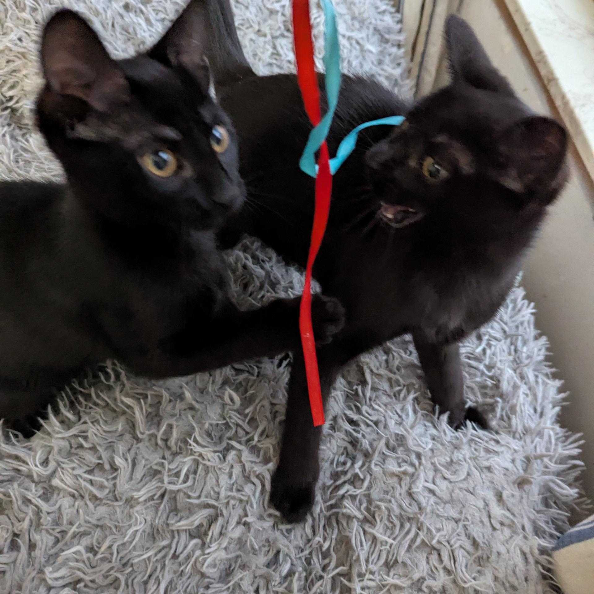 Wednesday & Pugsley, a Adoptable Domestic Short Hair in New Hudson, MI image 2/6