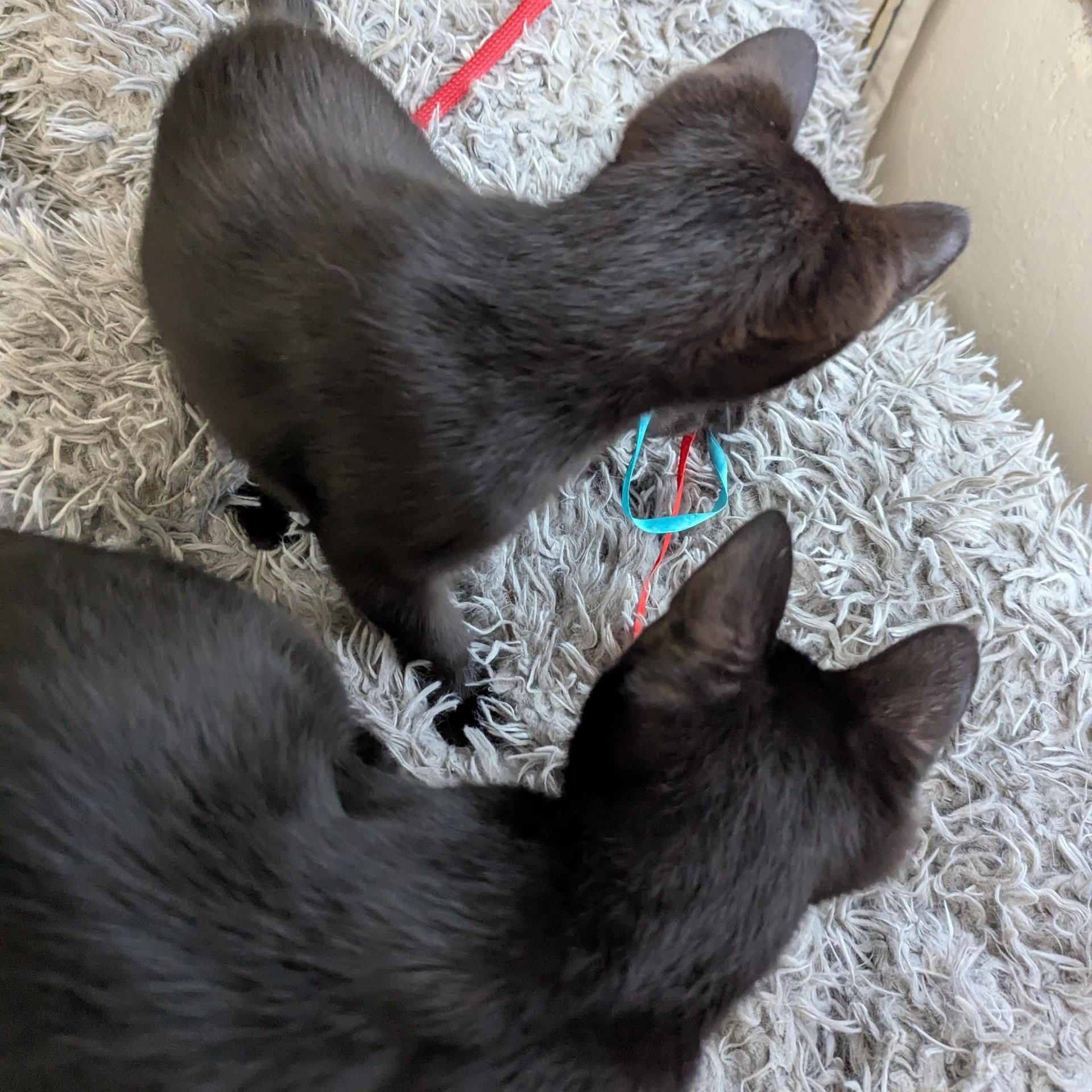 Wednesday & Pugsley, a Adoptable Domestic Short Hair in New Hudson, MI image 3/6