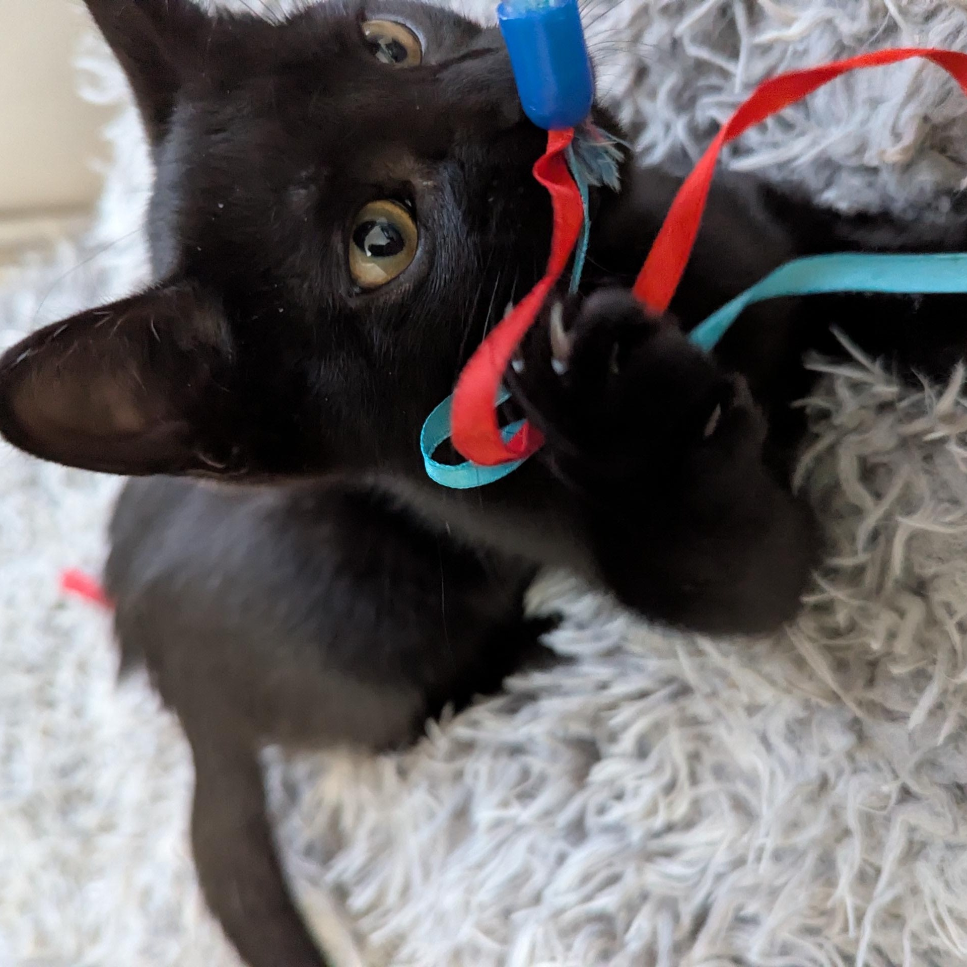 Wednesday & Pugsley, a Adoptable Domestic Short Hair in New Hudson, MI image 4/6
