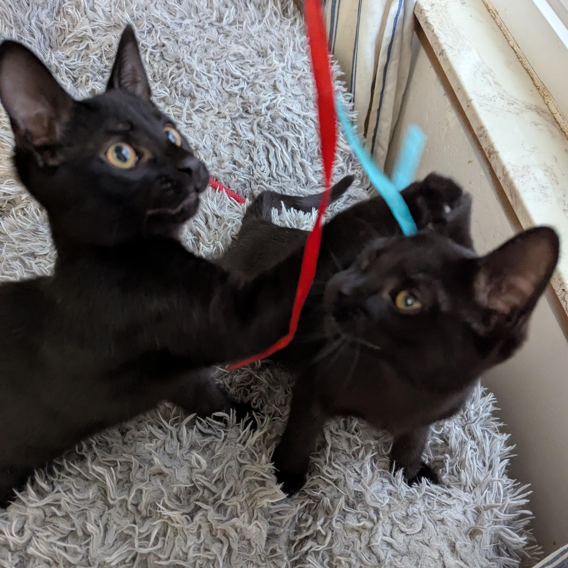 Wednesday & Pugsley, a Adoptable Domestic Short Hair in New Hudson, MI image 5/6