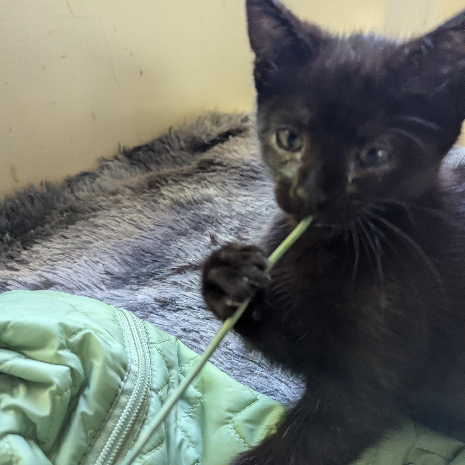 Wednesday & Pugsley, a Adoptable Domestic Short Hair in New Hudson, MI image 6/6