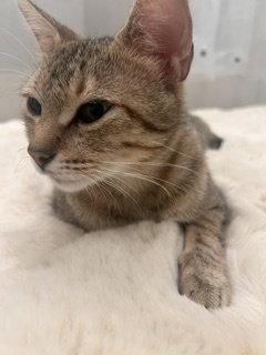 Caroline, Adoptable, Adult Female Domestic Short Hair.