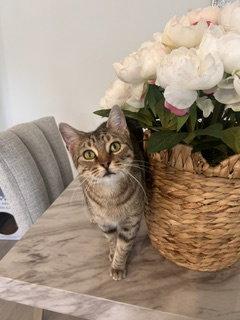 Enlarge Caroline, a Adoptable Domestic Short Hair in Irving, TX image 1/3