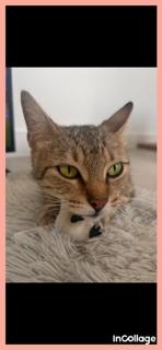 Enlarge Caroline, a Adoptable Domestic Short Hair in Irving, TX image 2/3