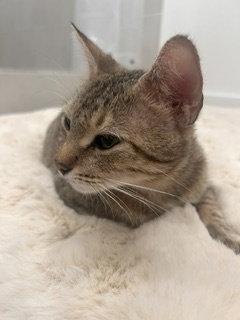 Enlarge Caroline, a Adoptable Domestic Short Hair in Irving, TX image 3/3