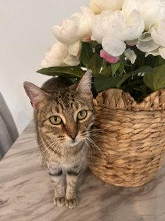 Enlarge Caroline, a Adoptable Domestic Short Hair in Irving, TX image 2/3