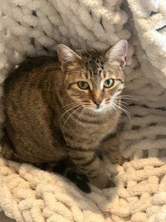 Enlarge Caroline, a Adoptable Domestic Short Hair in Irving, TX image 3/3