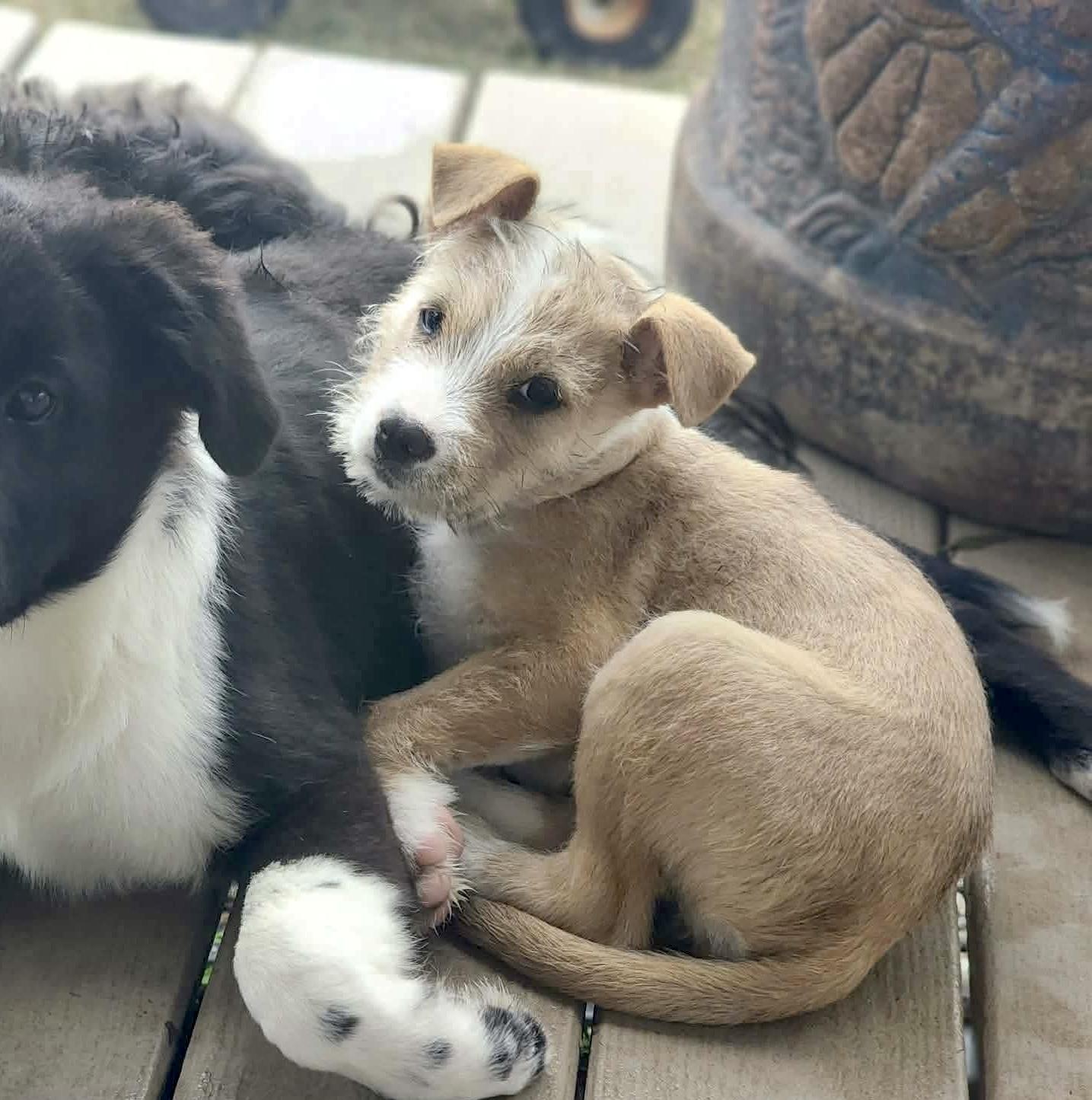 Panya, Adoptable, Puppy Female Wire Fox Terrier & Wirehaired Terrier.