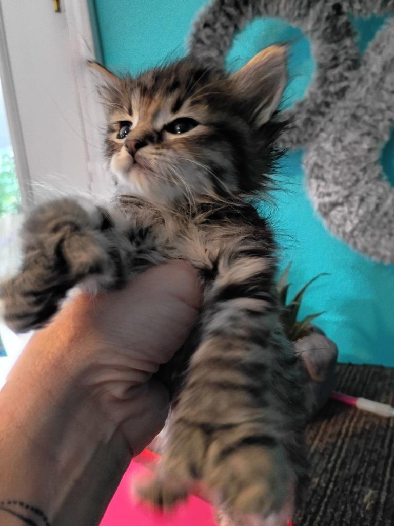 Fluffy (Yellow)`, Adoptable, Kitten Male Domestic Medium Hair.